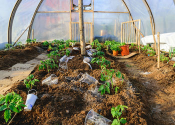 Tomato seedlings in early spring, simple film greenhouse, gardener's concept, plant growing