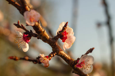 Close-up of cherry blossom on branch