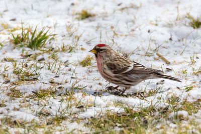 Close-up of bird perching on field