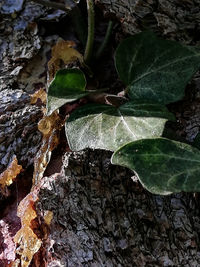 High angle view of wet leaves on tree