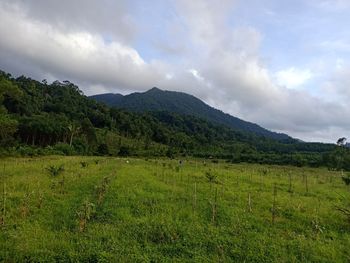 Scenic view of field against sky