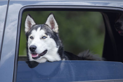 Dog in a car