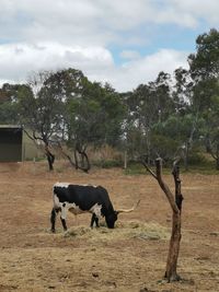 Horses in a field