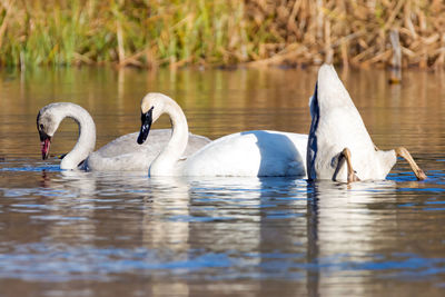 Swan swimming in lake