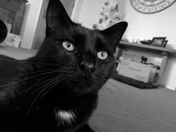 Close-up portrait of black cat