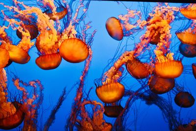 Pumpkins in sea