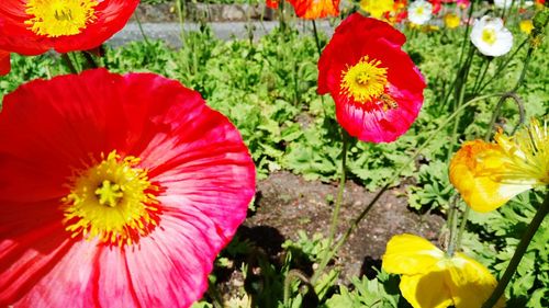 High angle view of poppies blooming on field