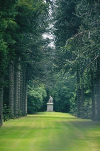 Trees growing in forest