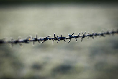 Close-up of barbed wire fence