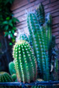 Close-up of succulent plant