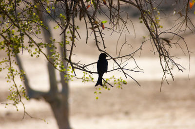 Silhouette of bird perching on branch