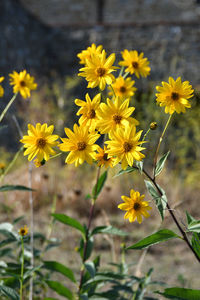 Close-up of yellow flowering plant