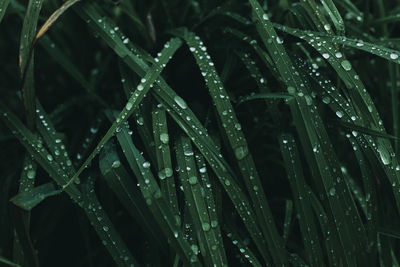 Full frame shot of wet plant during rainy season