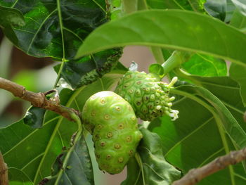 Close-up of fruit growing on plant