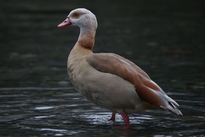 Close-up of duck on lake