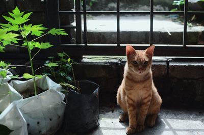 Portrait of a cat sitting on window