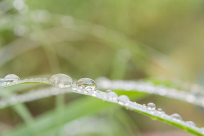 Close-up of raindrops on leaf