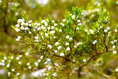 Close-up of flowers growing on tree