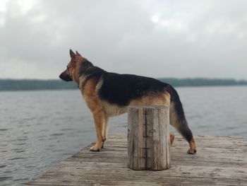 Dog standing in sea against sky