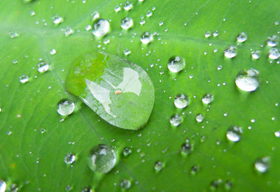 Full frame shot of wet leaves