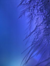 Low angle view of tree against blue sky