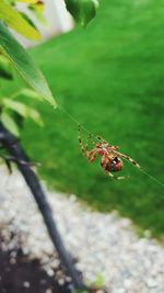 Close-up of insect on leaf