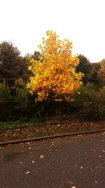 Autumn trees against sky