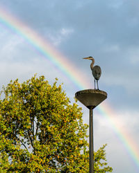 Low angle view of bird perching on tree against rainbow