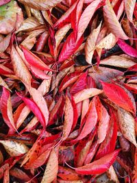 Full frame shot of dry autumn leaves