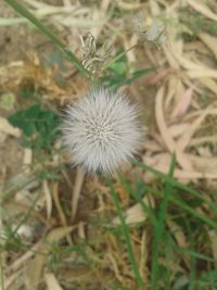 Close-up of white dandelion on field