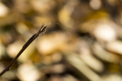 Close-up of insect