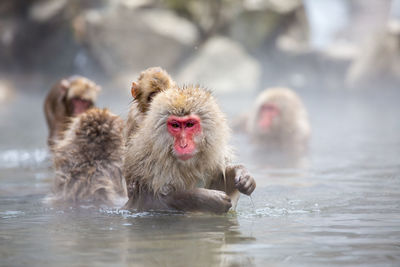 Monkeys in hot spring