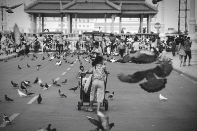 Rear view of girl pushing cart amidst pigeons on street