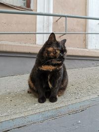 Portrait of cat sitting on footpath