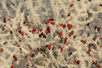 Close-up of snow on ground