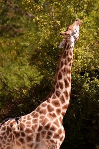 Close-up of giraffe standing on tree