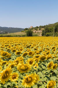 Scenic view of sunflower field against clear sky
