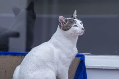 Close-up of a cat looking away