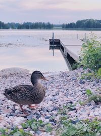 View of a duck at lakeshore
