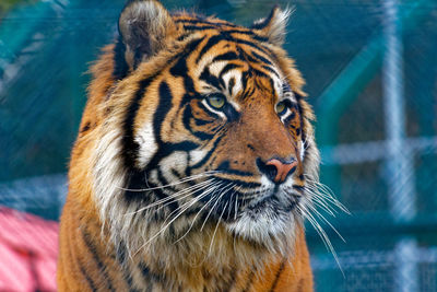 Close-up of tiger in water