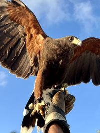 bird of prey