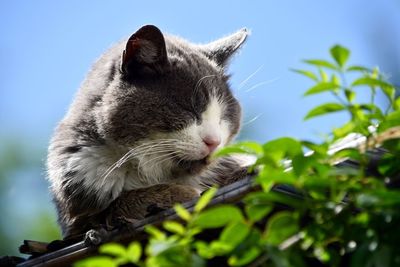 Close-up of cat with eyes closed relaxing on roof