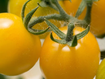 Close-up of orange fruit in water