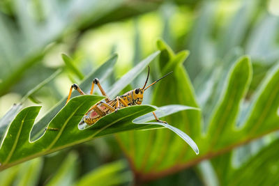 Close-up of butterfly on leaf