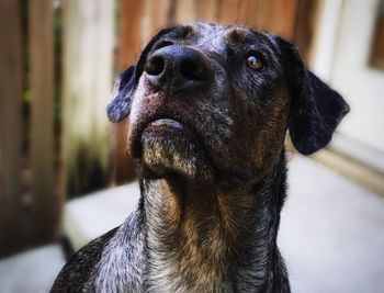 Close-up of dog