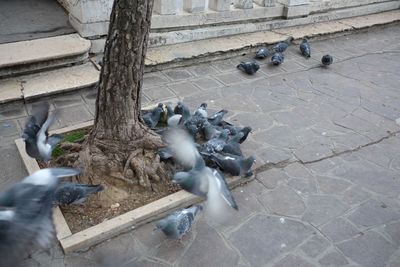 High angle view of birds on statue