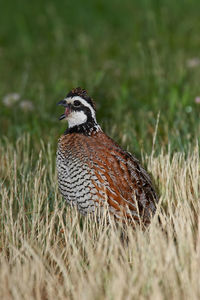 Close-up of a bird perching on grass