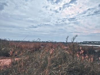 Plants growing on land against sky