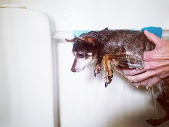 Person holding wet chihuahua in bathroom