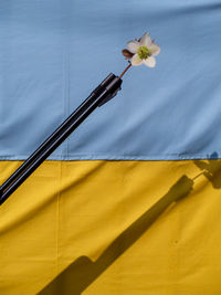 Ukrainian flag with shotgun with a white flower on the top - peace concept